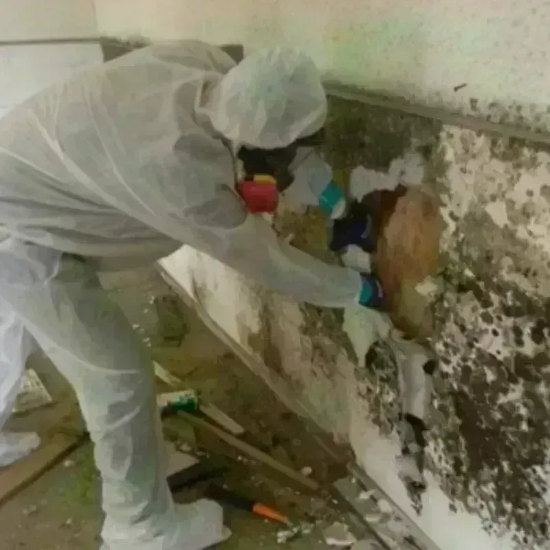 Mold Remediation and Removal in Fulton, KY